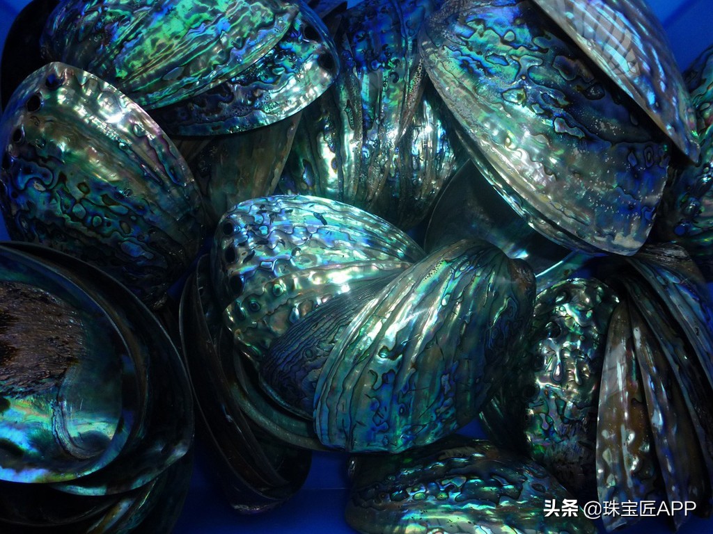 这4种能做珠宝的贝壳你都认识吗？贝壳珠宝大盘点第2弹