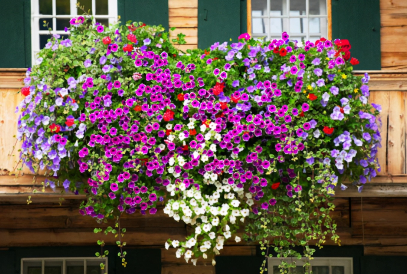 五种“垂吊花”，价格便宜花期长，吊盆养开花最美