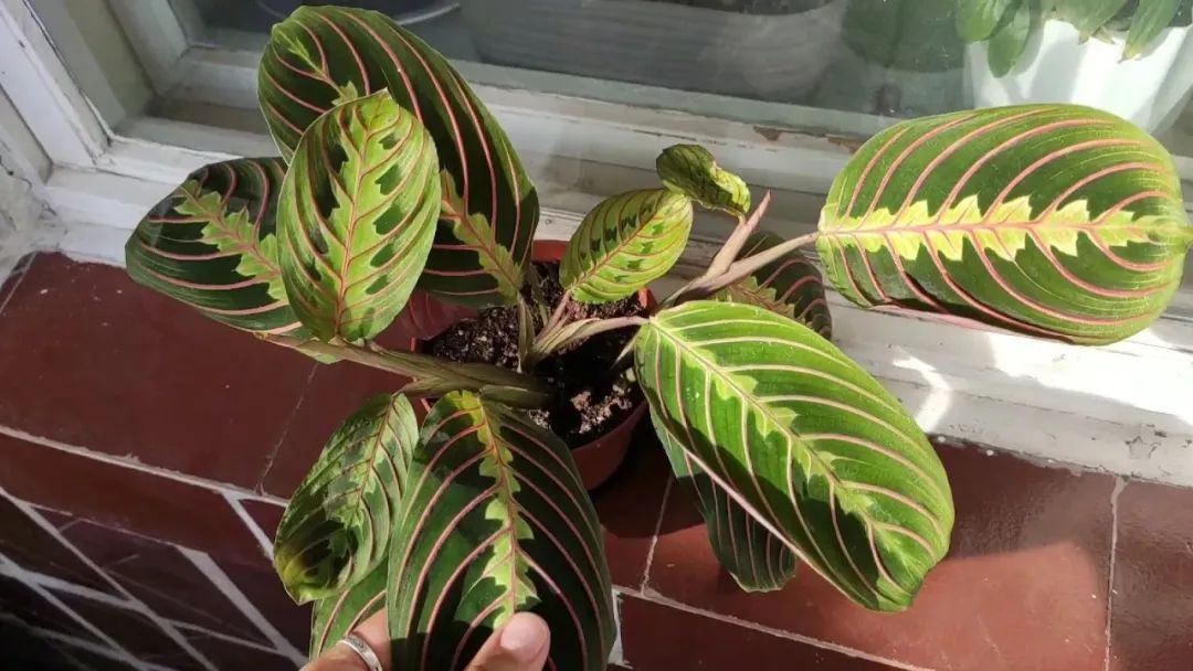 8种叶子长满条纹的观叶植物,很小众的室内绿植,颜值可真不低