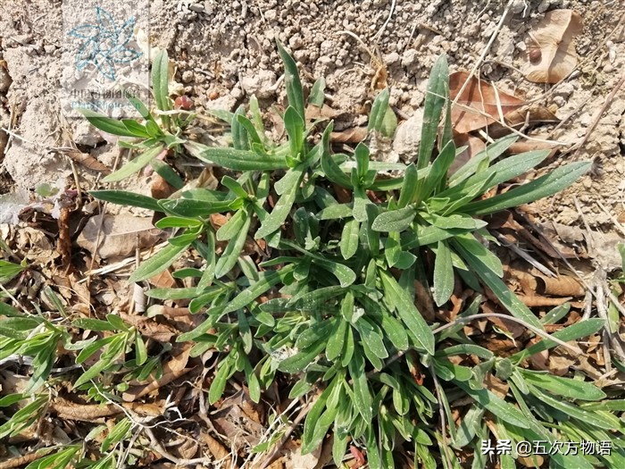 oldhamiana長蕊石頭花長蕊石頭花的花序這種在青島廣受歡迎,俗名山菜