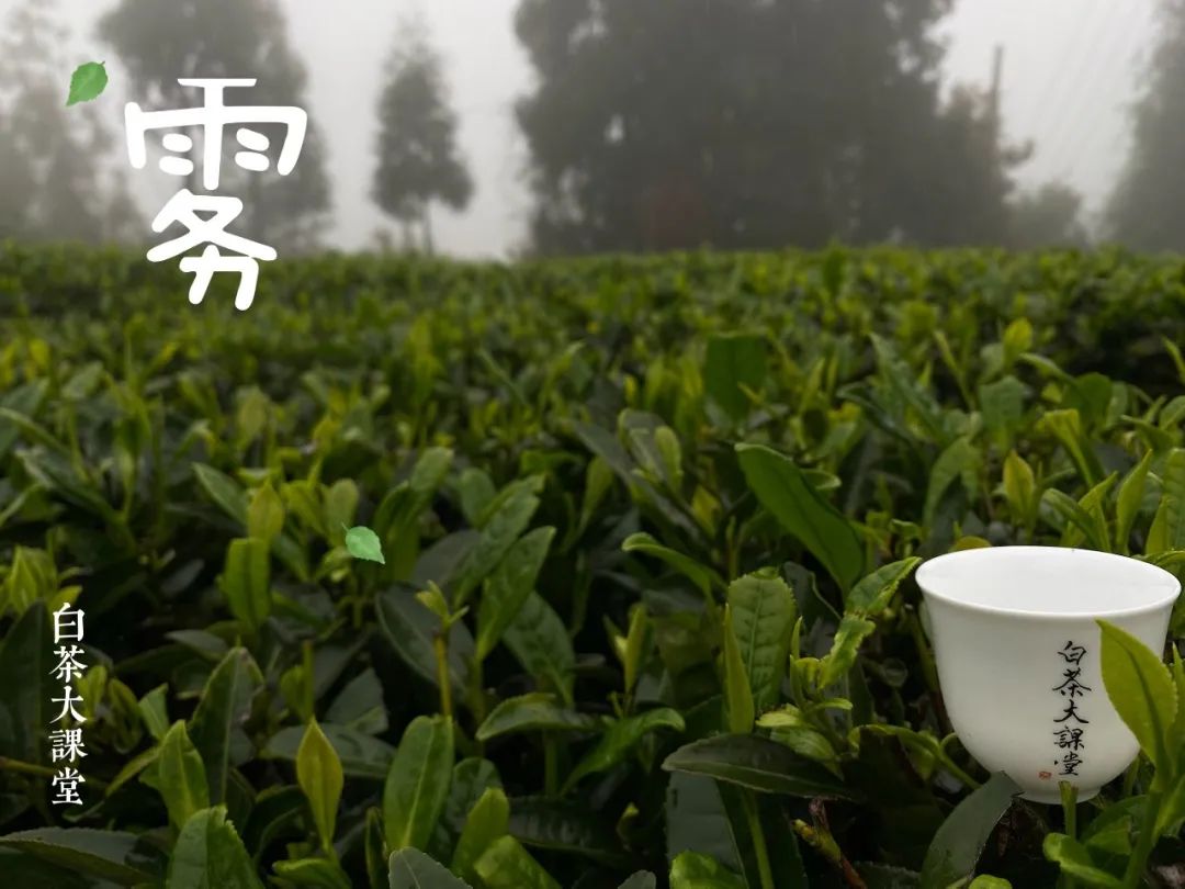 绿茶是什么茶（五个角度手把手教你读懂绿茶）