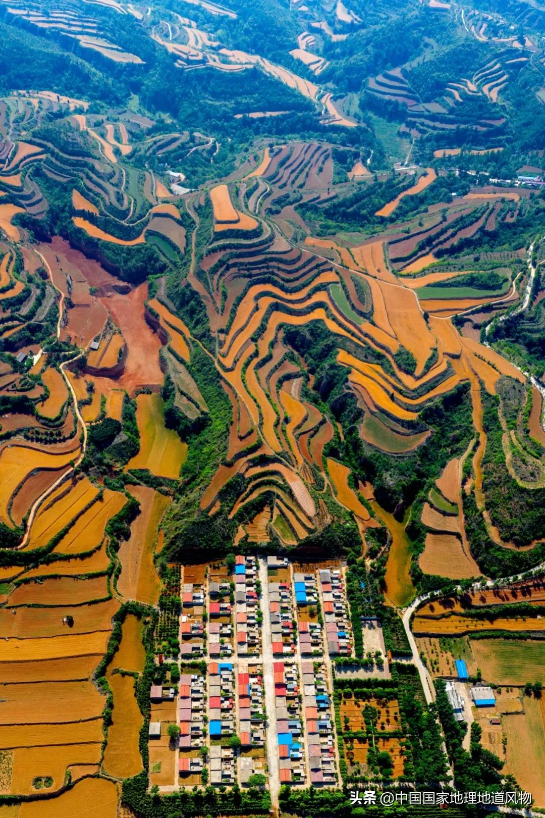 想不到！一粒小麦竟这样改变了中国