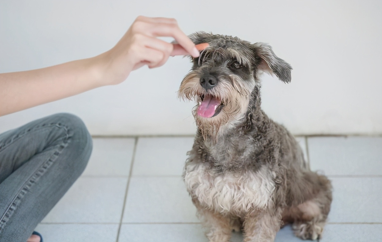 比起泰迪犬，为何养雪纳瑞的人比较少？