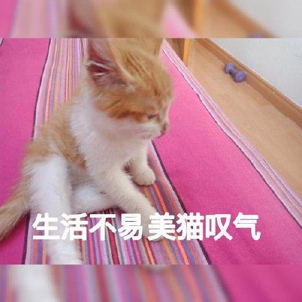 叹气表情包生活不易，猫猫叹气