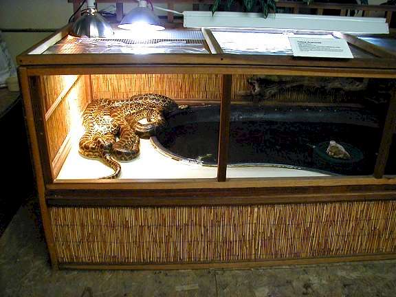 广东东莞一小区内居民饲养蛇类,小区里能养蛇吗?