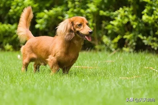 打猎什么狗嗅觉最好！十大优秀嗅觉猎犬