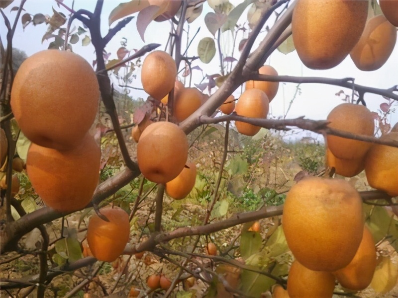 农村致富种植项目，效益高，销路不用愁