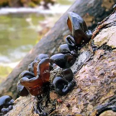 野生木耳乡村散文野木耳
