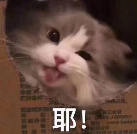 可爱猫咪的表情包我的悲伤大概有这么大