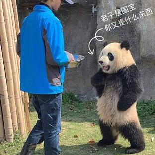 熊猫叉腰表情包合集｜请注意你跟老子说话的态度