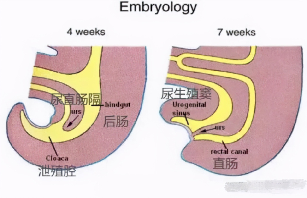 科学家们将泄殖腔定义为:某种动物种类背后作为肠道,尿道及生殖道出口