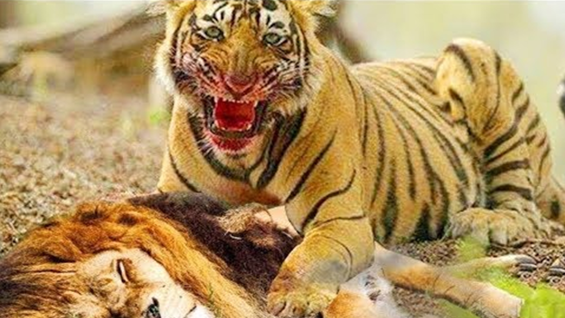 十大最强的老虎排名图片