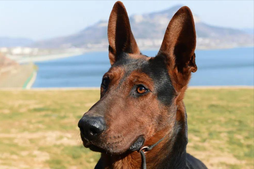 中国十大名犬品种介绍：中华田园犬、藏獒、哈士奇等六种优秀犬种鉴赏