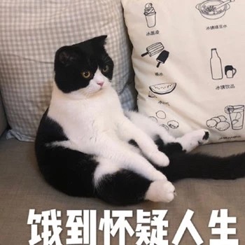 猫咪表情包：我饿啦