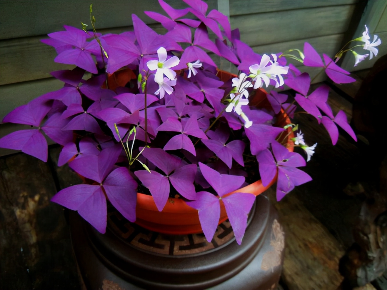 24种紫色花图片