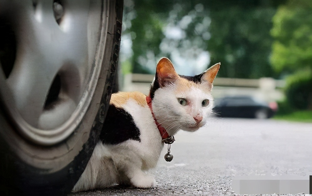 猫死了(猫咪常见的“死因”，有些猫咪还没老，就已经死了)