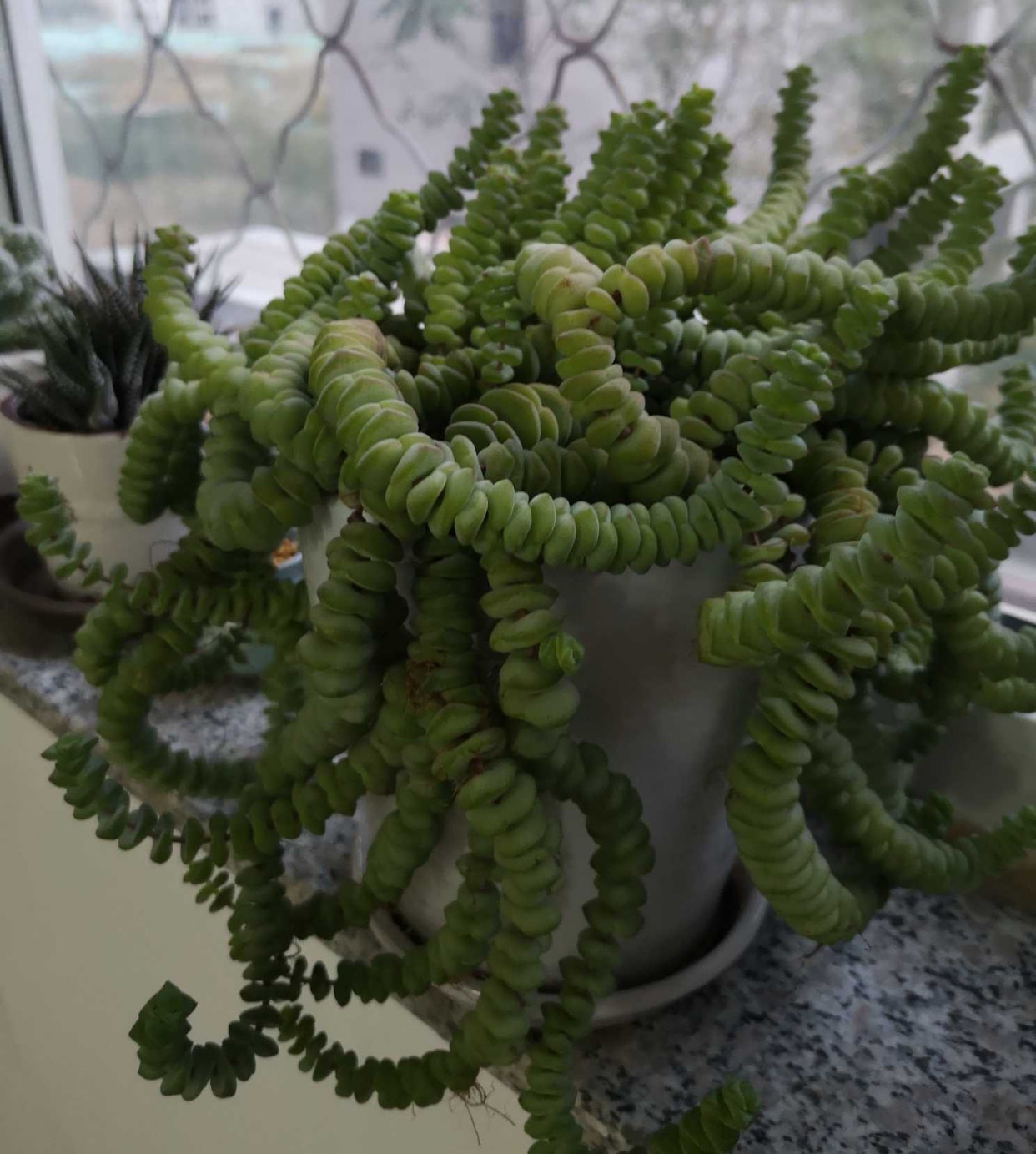 关于多肉植物养殖的美文(多肉植物钱串子的养殖方法) _晶羽文学网