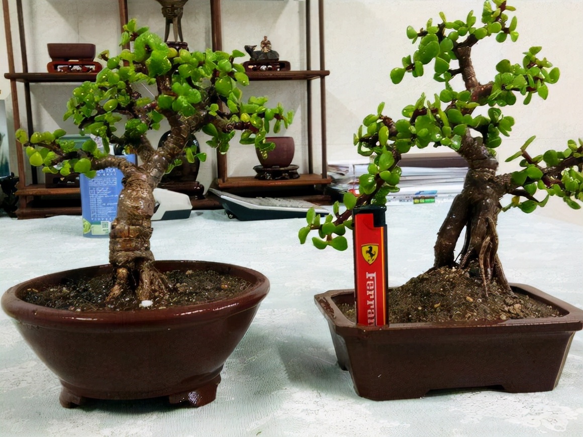 金枝玉叶花卉（金枝玉叶有6怕，难怪叶片哗哗掉，避开枝叶紧凑，二三年成老桩）