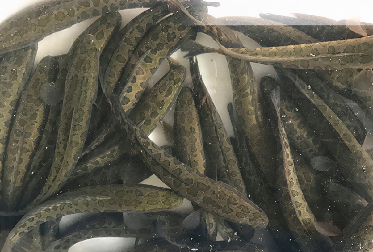 财鱼的生长习性