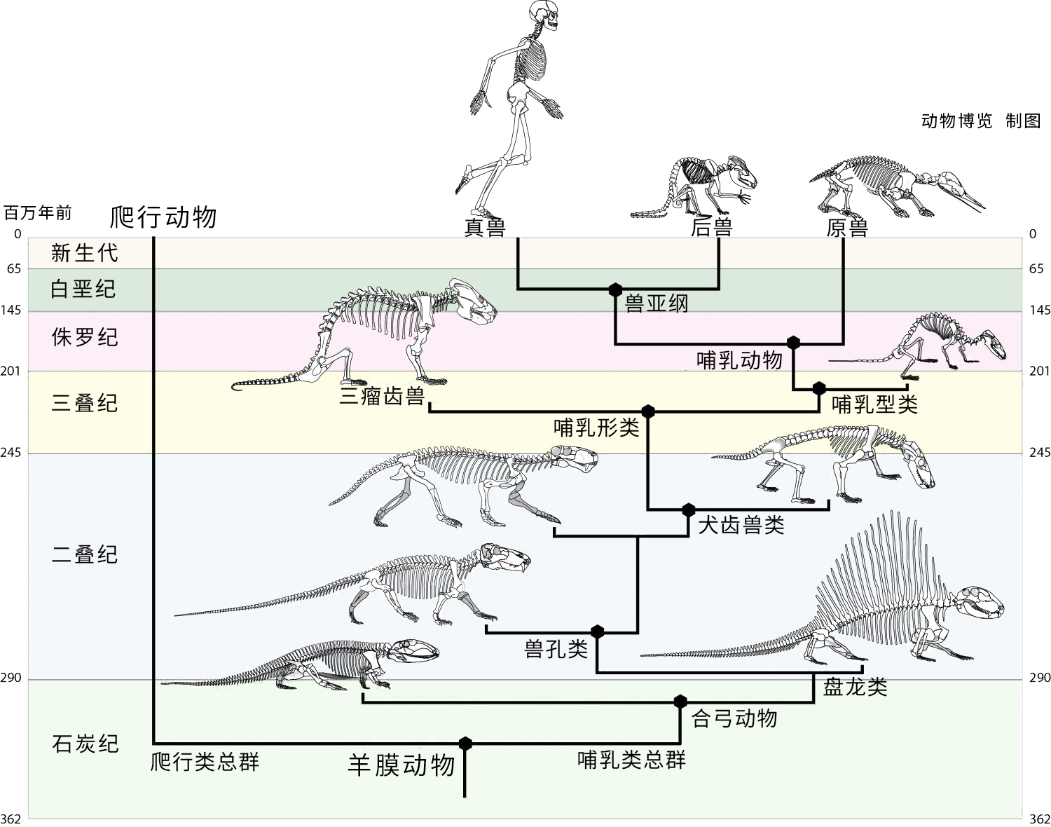 无脊椎动物的进化历程图片