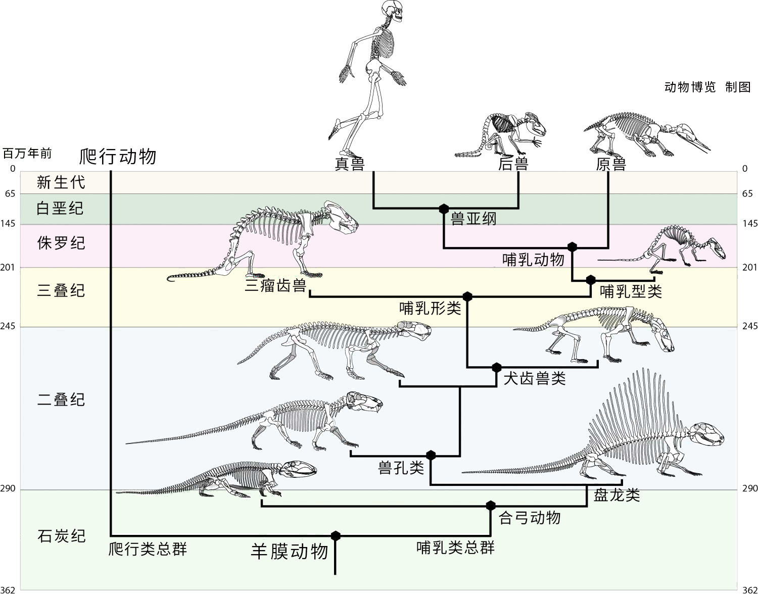 因为传统的演化分类学派认为,它们在形态结构上更像爬行动物,即仍然处