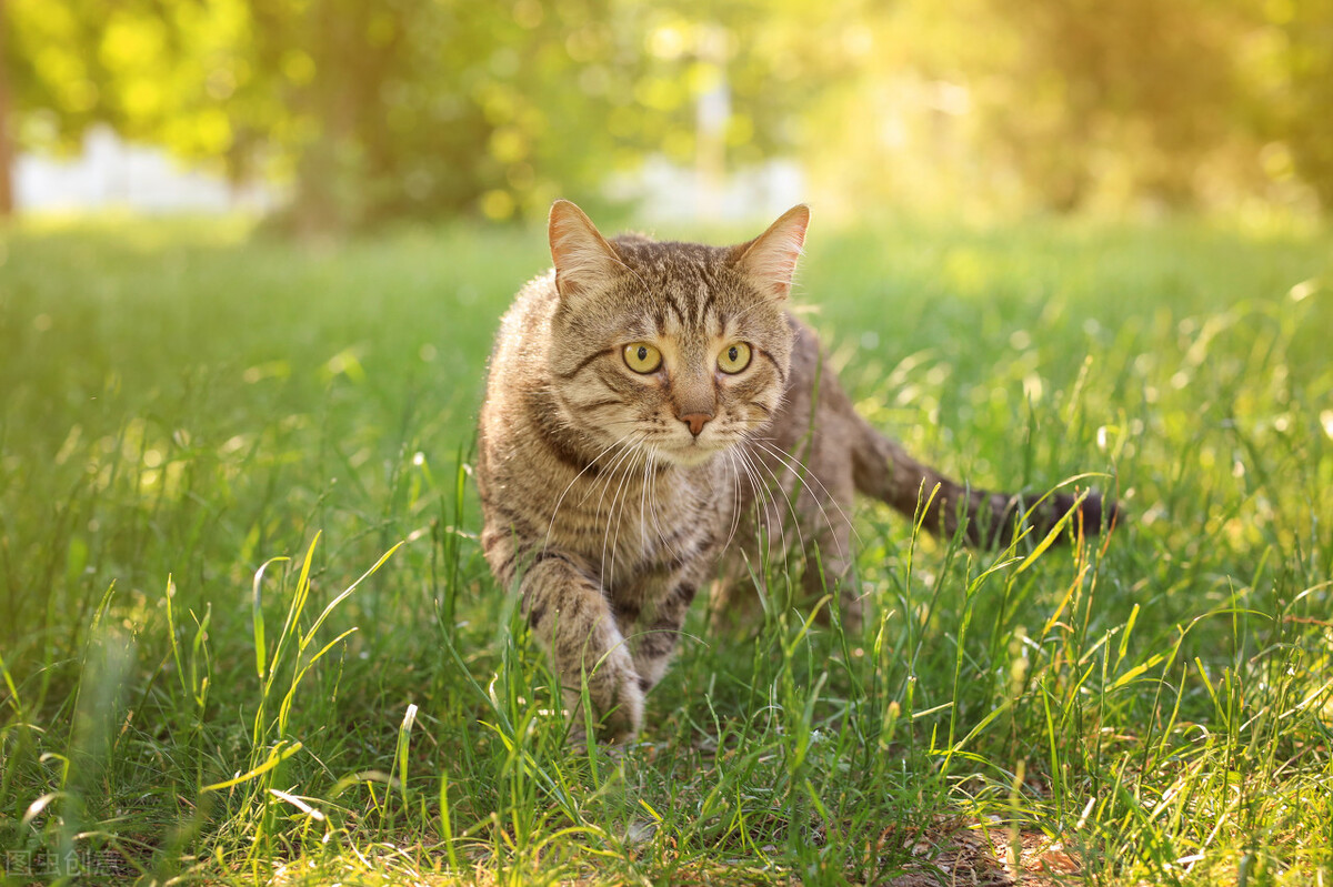 猫界智商排行榜之最“聪明”的猫，你家猫上榜了吗？