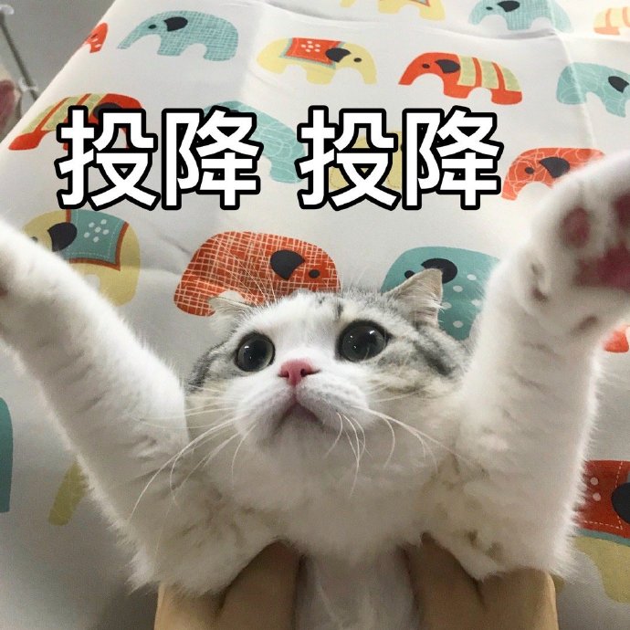 猫咪表情包合集｜怎么可以这样