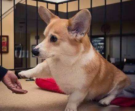 想养柯基犬？先了解清楚了，再养也不迟