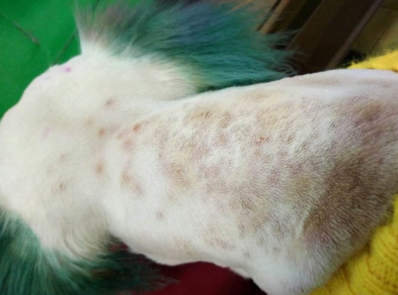 几个小方法,轻松除掉狗狗身上99%的螨虫,非常好用