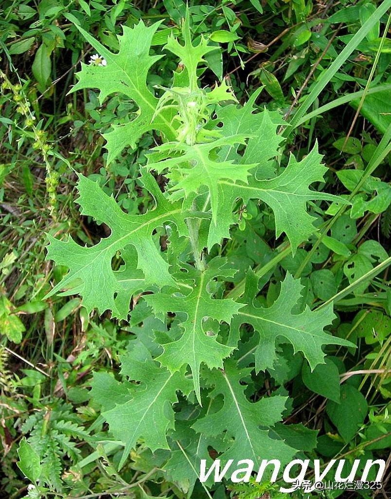 认识有毒野菜——毒莴苣