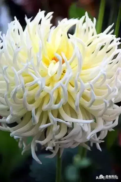 万花凋谢，秋菊傲霜（太美了！）