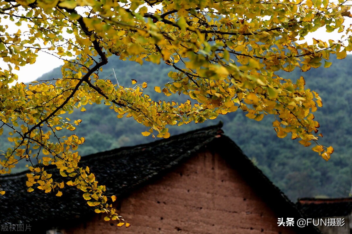 学会这9个拍深秋落叶的手机摄影技巧，让照片更具故事与情感