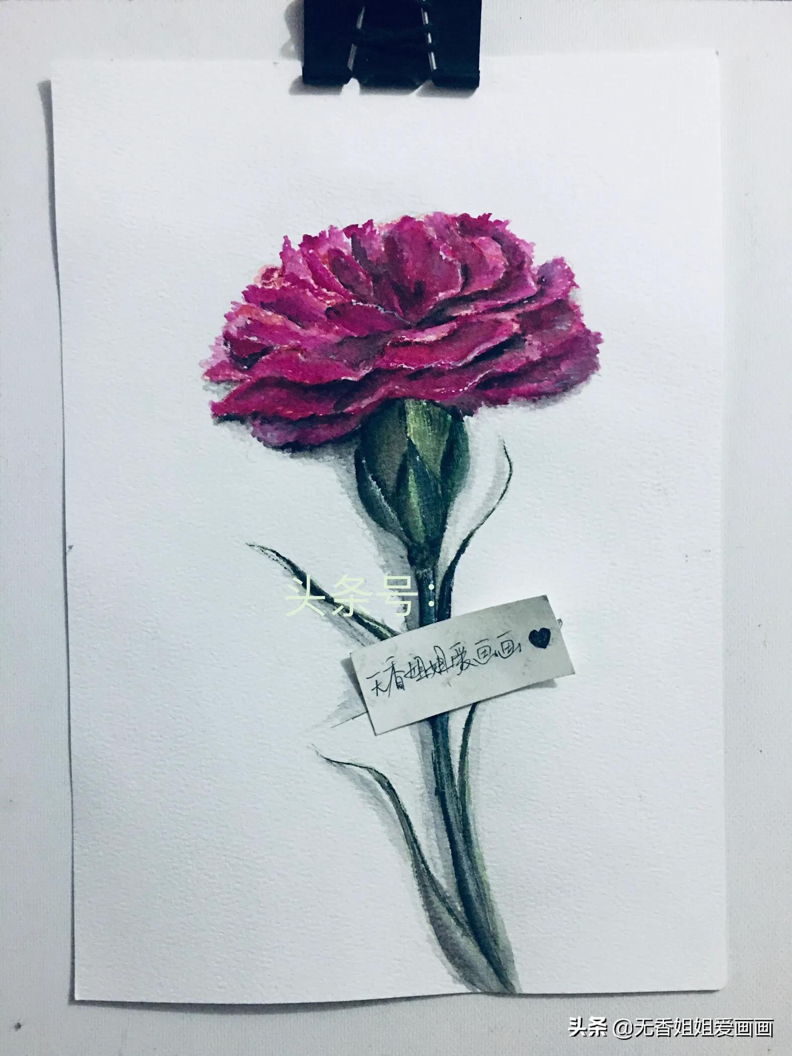 下面,就让我们一起来看看美丽的康乃馨是如何绘画和上色的吧