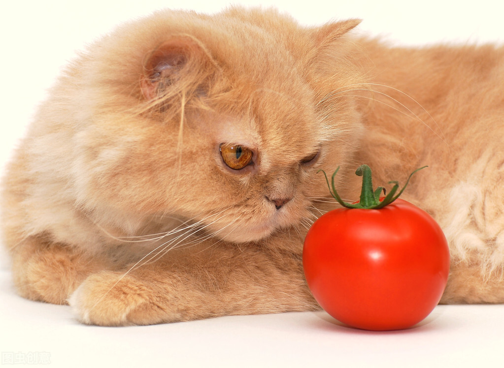 猫能吃车厘子吗（分享7种不适合猫咪吃的水果）