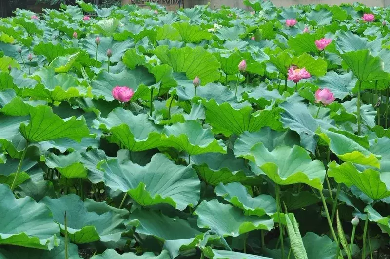 重庆看荷花的地方来啦！错过再等一年......