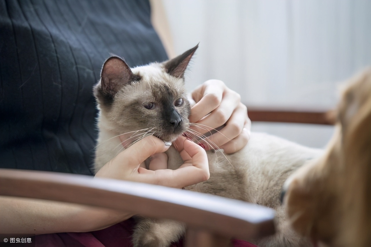 猫咪性格有哪几种（分析猫咪的8种性格类型）