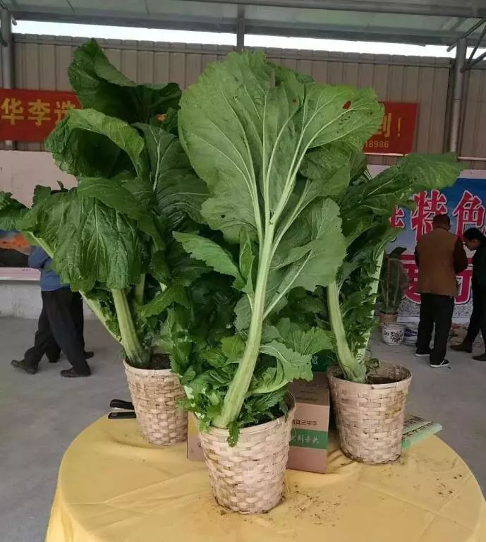 麦菜是什么菜（广东粤西最好吃的蔬菜不容错过）