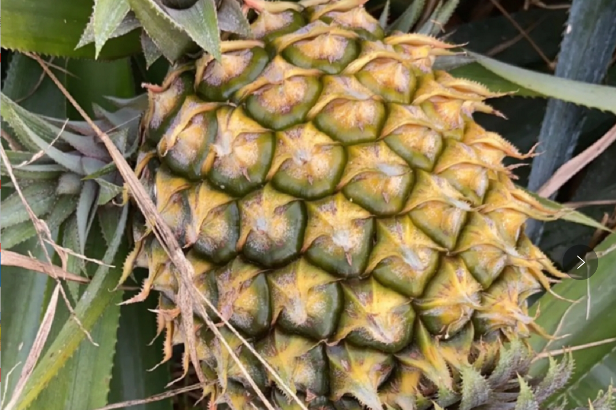 菠萝就是凤梨,也是先结果后开花的"高情商"生物