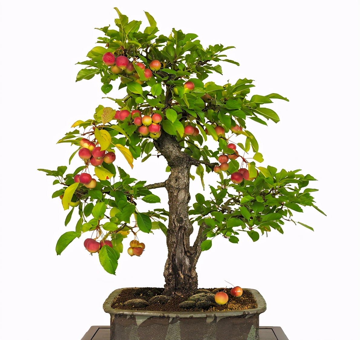 高清苹果树盆栽图片