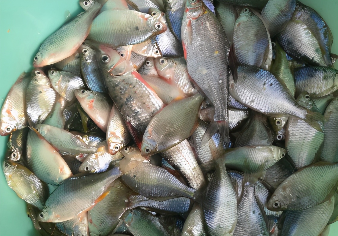 这种鱼在我的家乡这边也叫它"苦扁屎",有些地方也叫它菜刀鱼,镜片鱼