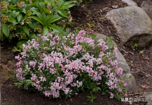 溲疏雪樱花图片（详解园艺界新宠雪樱花的优缺点）