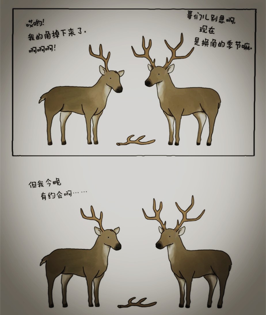 《你今天真好看》丨让大象、兔子、乌龟、蛇治愈你的不开心