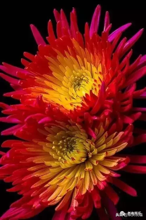 万花凋谢，秋菊傲霜（太美了！）