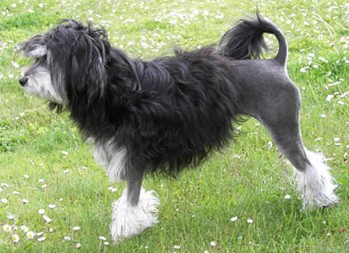惡霸犬哪種體型最貴,惡霸犬體重