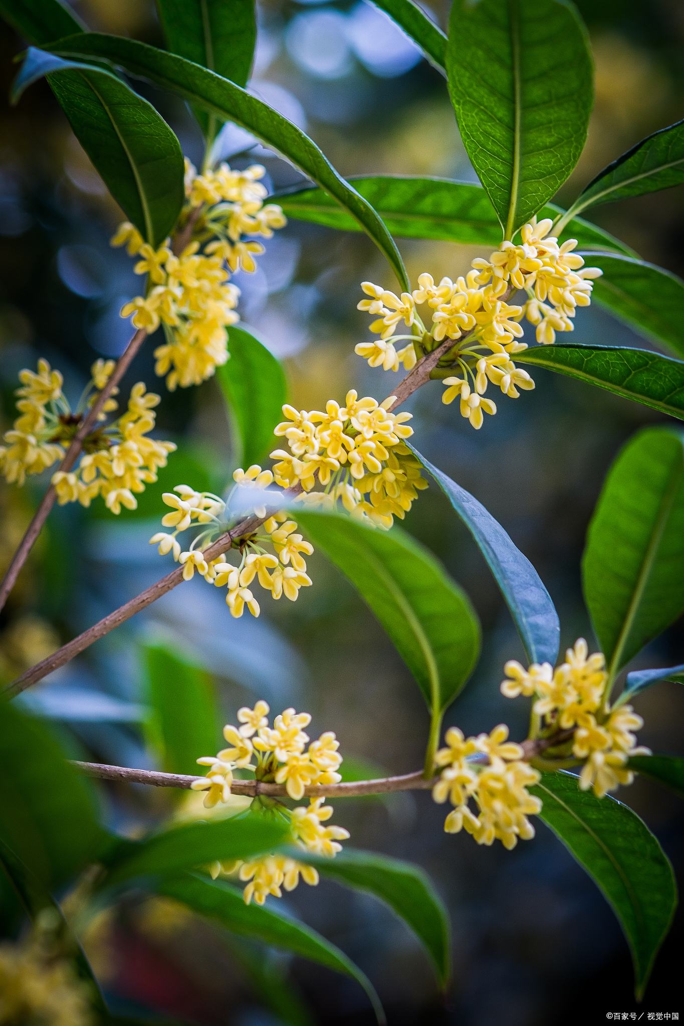 桂花的说明文有(中考满分作文范例之桂花)-最美岛