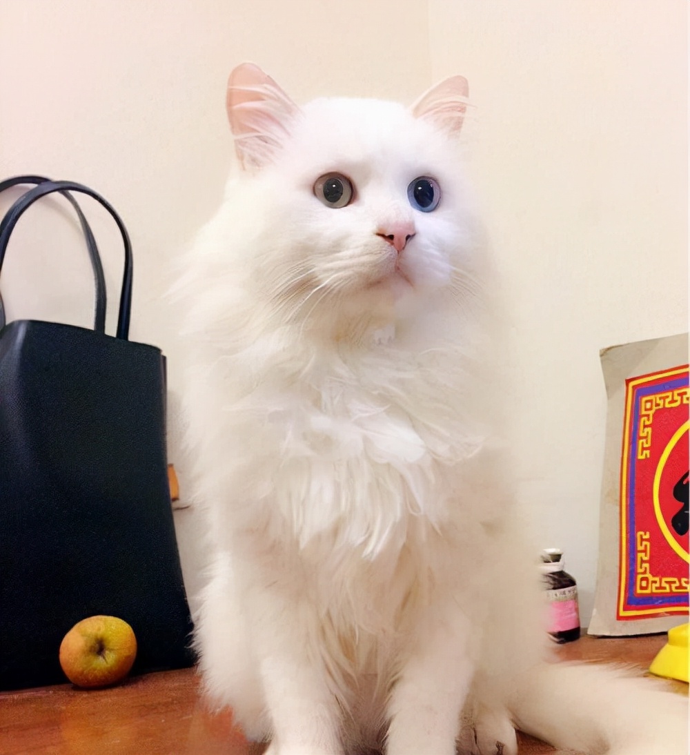 山东狮子猫图片(狮子猫) - 赤虎壹号