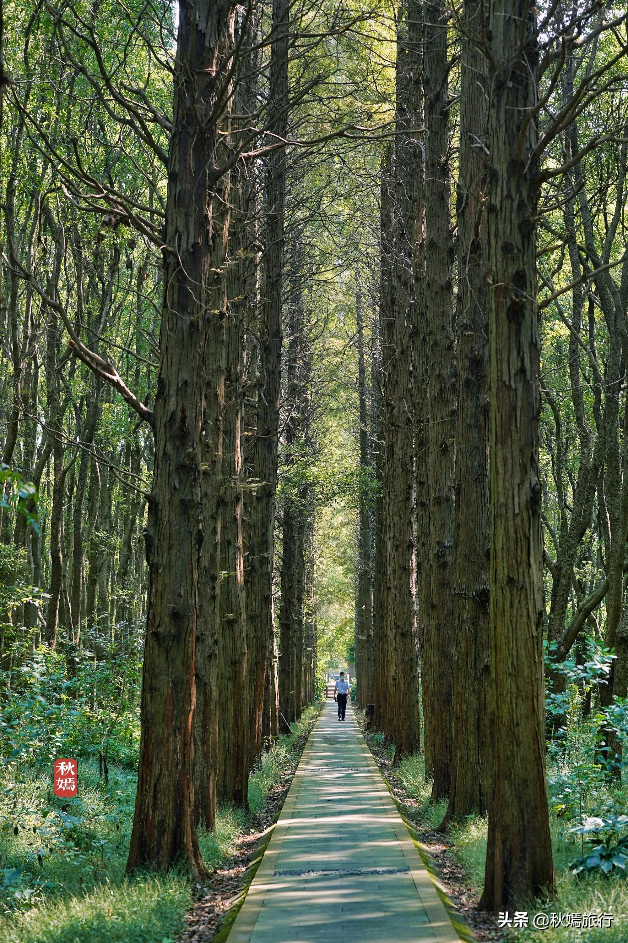 苏州高颜值湿地公园幽静秀美，门票20元超值，是周末亲子游好去处