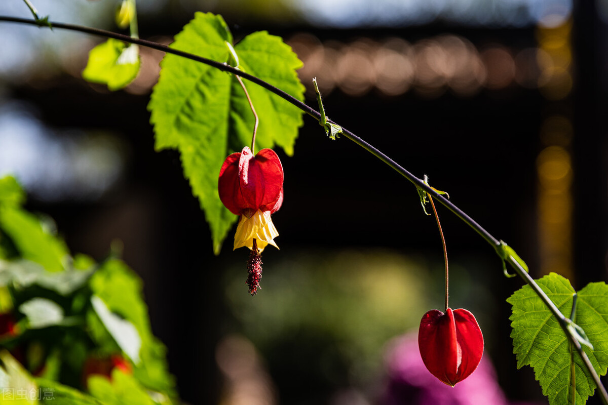 哪些草花特别耐开？这10种的确值得拥有，开300天问题不大