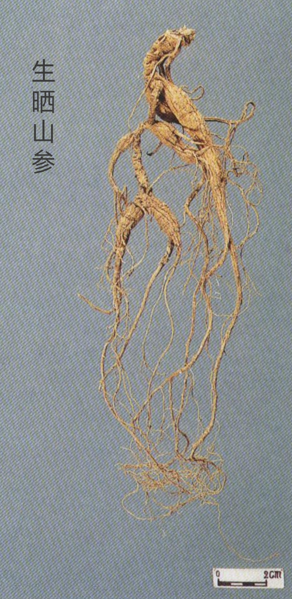 如何鉴别人参的真假