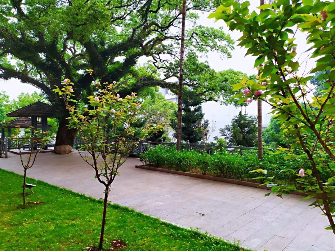 黑马！拿下高考文科最高分！走近“烟台山之巅”—福州高级中学